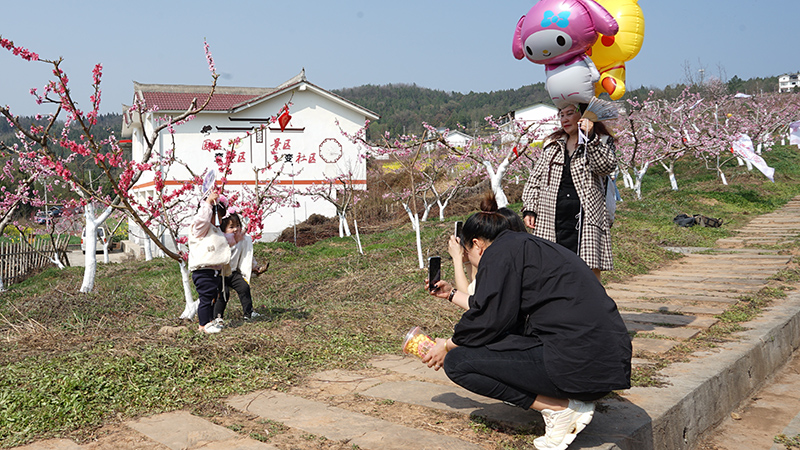 2024年廣元昭化區(qū)朝陽村桃博園桃花節(jié)開幕